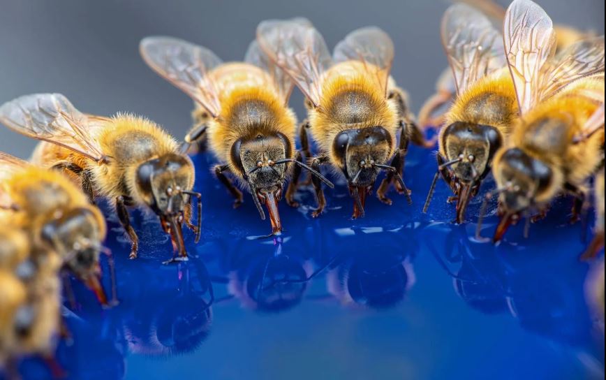 S40E02 PBS NATURE - My Garden of a Thousand Bees