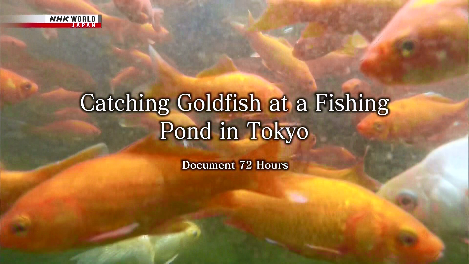 Document 72 Hours S07E15 Catching Goldfish at a Fishing Pond in Tokyo 1080p