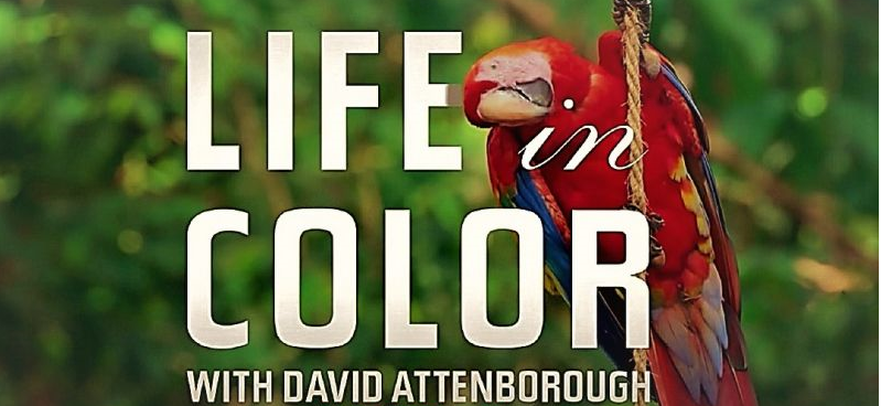 Het Leven In Kleur Met David Attenborough S01 1080p WEBRip x264-MRCS-DDF