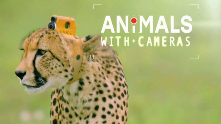 BBC Animals With Cameras S01 DUTCH 720p WEB x264-DDF