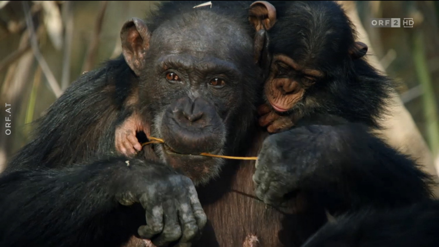 Dynasties S01E01 Chimpanzee (2160p BluRay x265 10bit HDR Tigole)