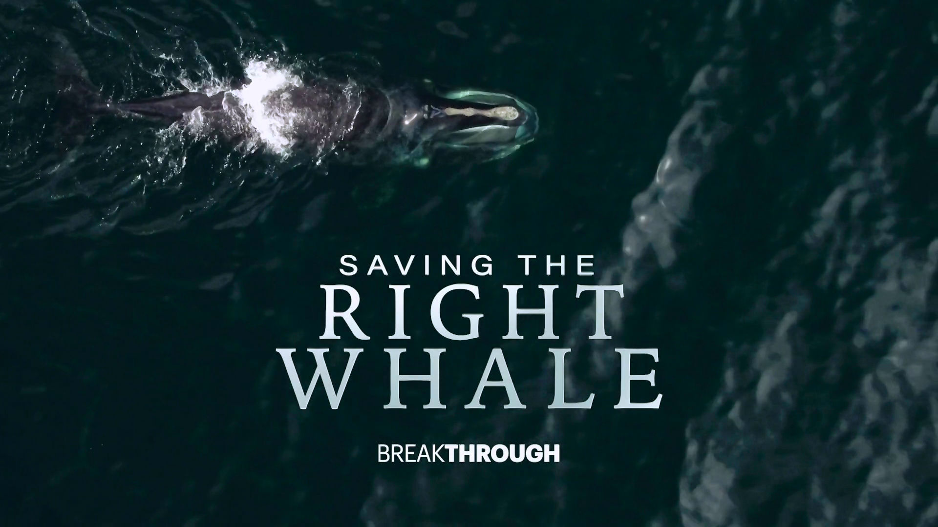 Saving The Right Whale 2021 1080p