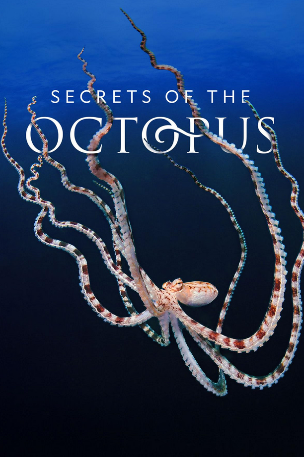 Secrets of the Octopus S01 (2024)