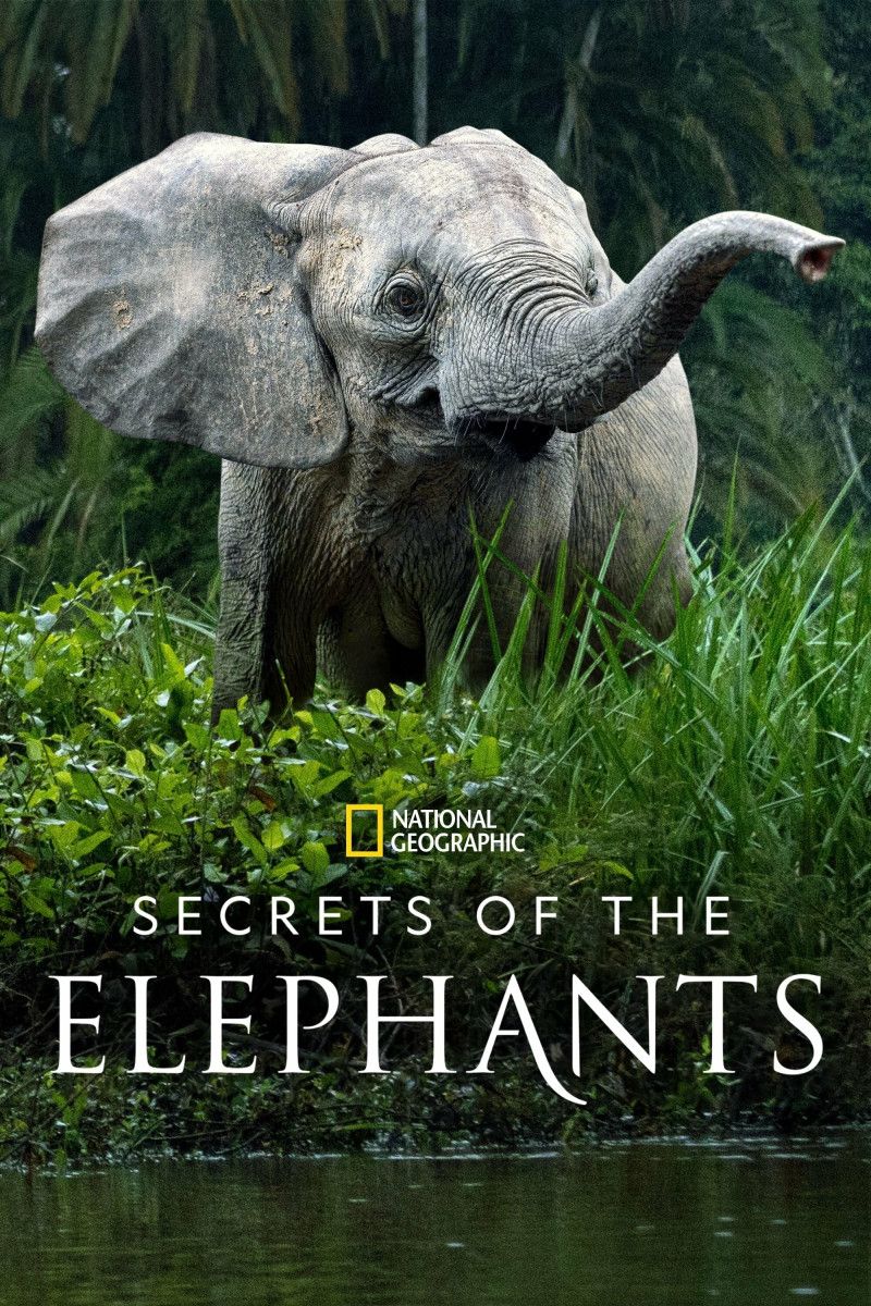 Secrets of the Elephants (2023) Mini-serie - 2160p WEB-DL DDP5 1 H 265 (Retail NLsub)