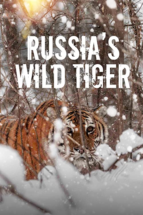 Russias Wild Tiger (2022) - 1080p WEB-DL DDP5 1 H 264 (Retail NLsub)