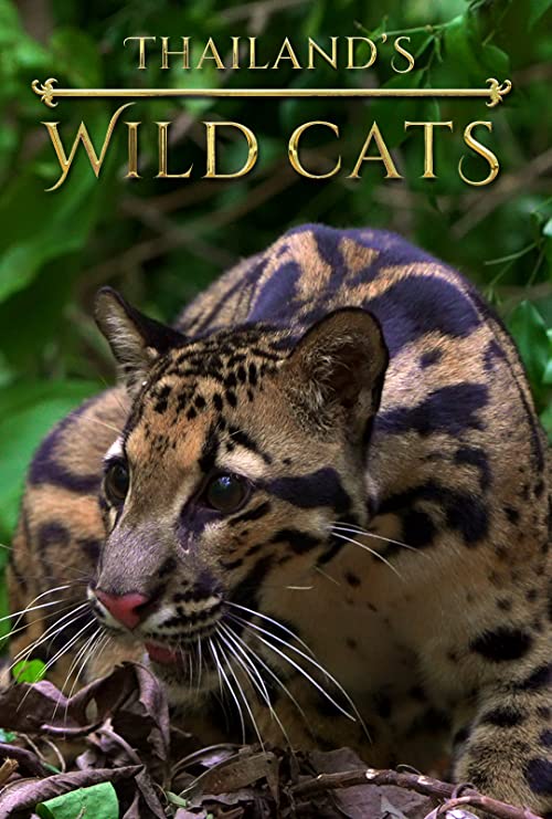 Thailands Wild Cats (2021) - 1080p WEB-DL DD5 1 H 264 (NLsub)
