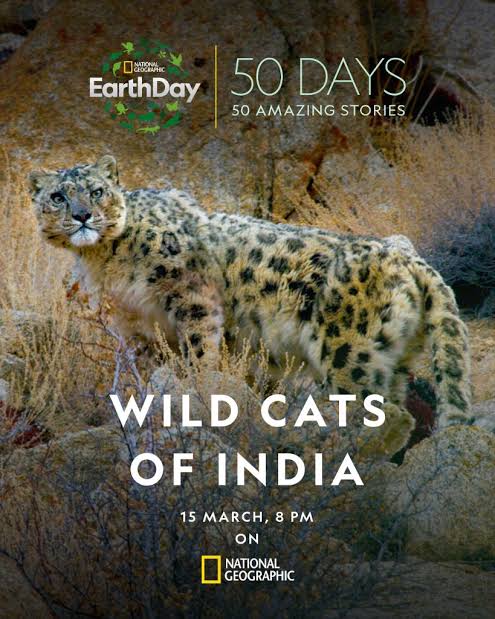Wild Cats of India - Seizoen 01 - 1080p WEB-DL DDP5 1 H 264 (Retail NLsub)