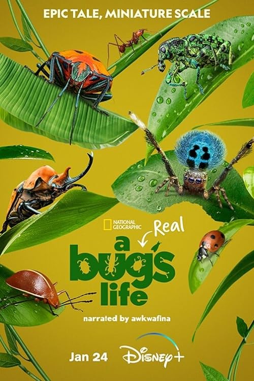 A Real Bugs Life (2024) S01 2160p WEB-DL DDP5 1 HDR HEVC (Retail NLsub)