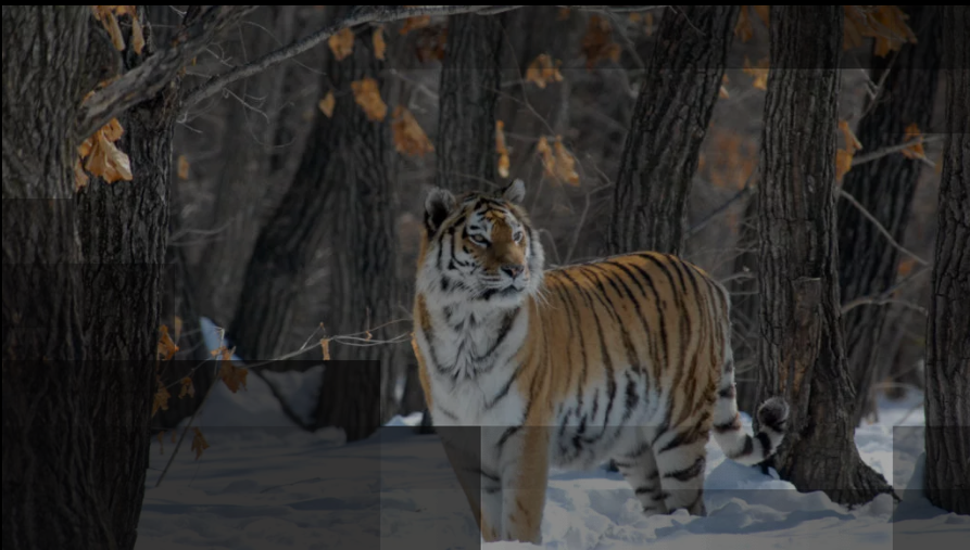 Russias Wild Tiger 2022 1080p