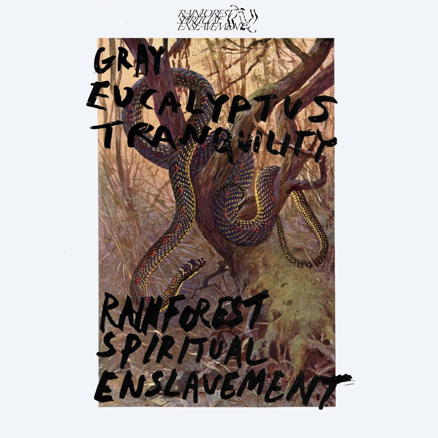 Rainforest Spiritual Enslavement - Gray Eucalyptus Tranquility (2023)