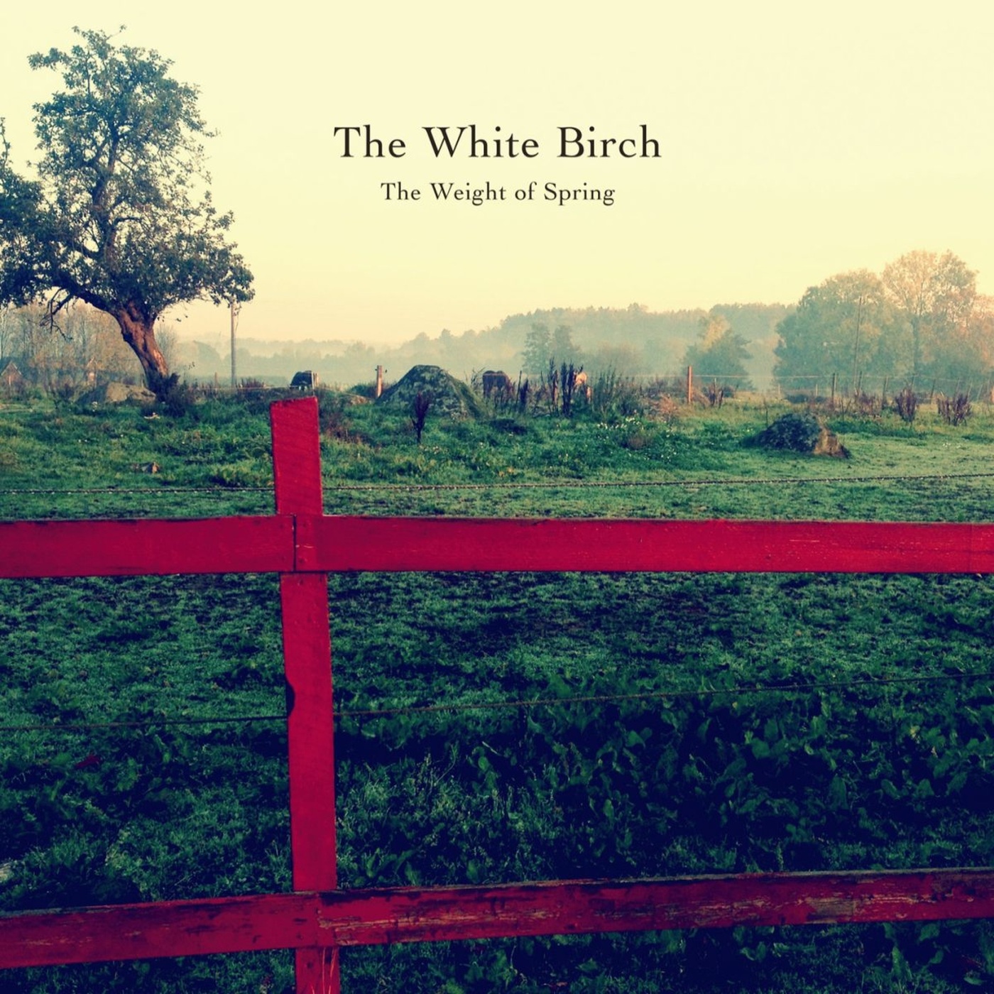 White Birch - The Weight of Spring * wonderschoon-
