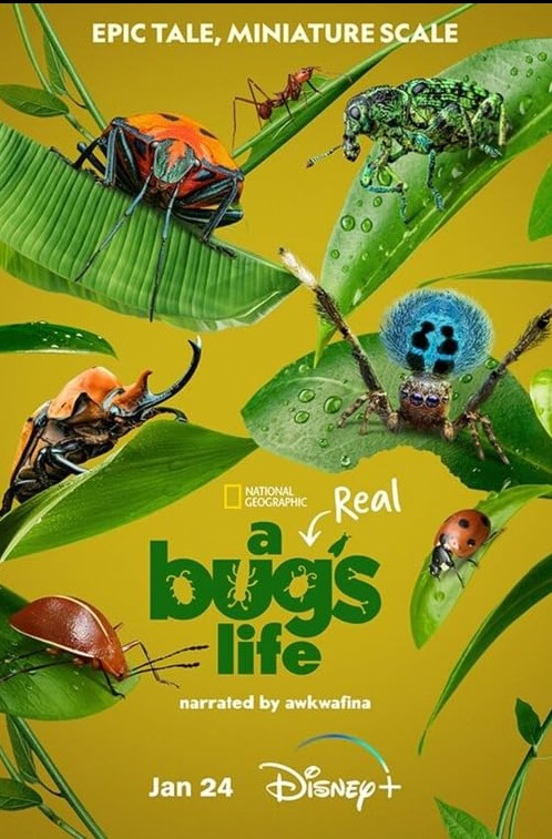 A Real Bugs Life S01 1080p DSNP WEB-DL DDP5 1 H 264-GP-TV-NLsubs