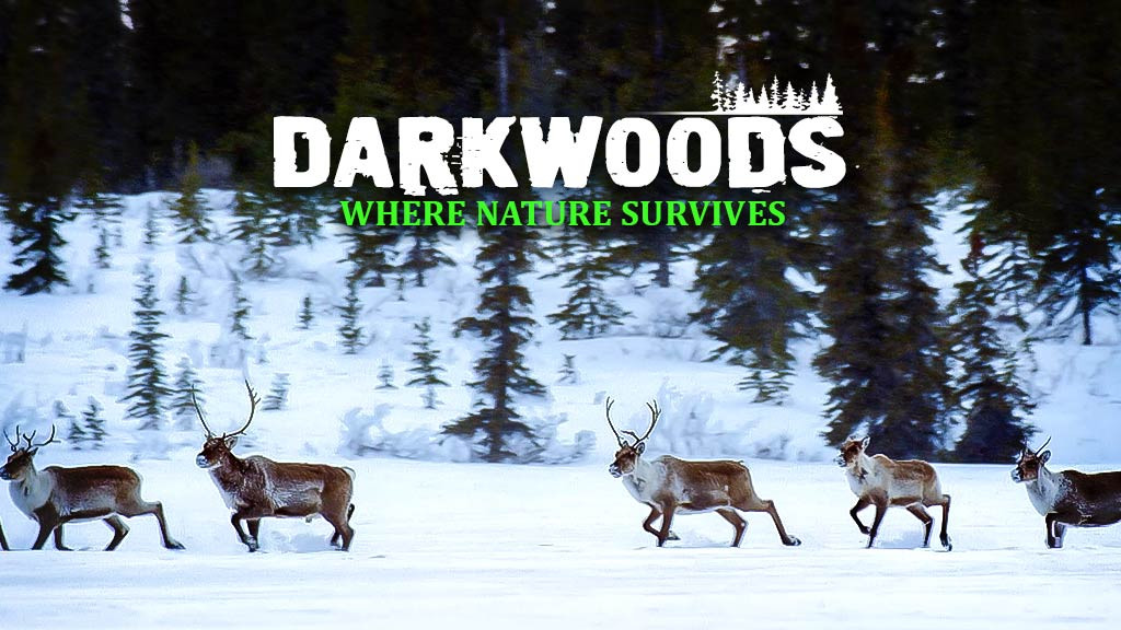 Darkwoods Waar De Natuur Overleeft GG NLSUBBED 1080p WEB x264-DDF