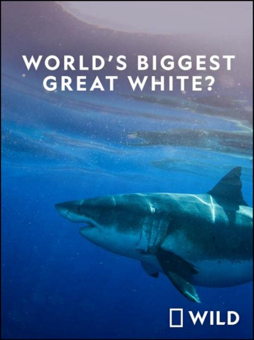 Worlds Biggest Great White 2019 1080p DDP5.1