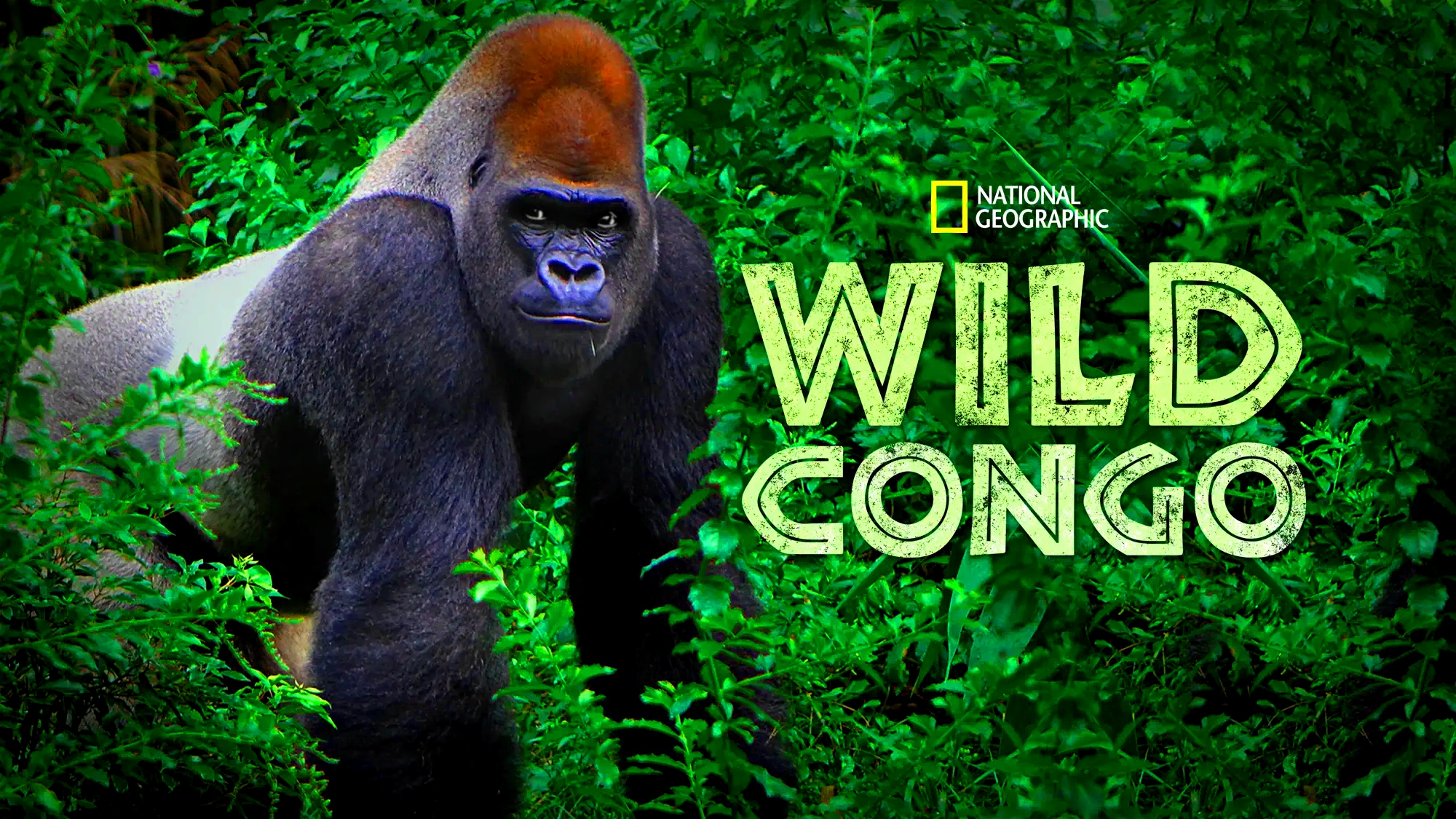 De Wilde Congo Rivier Part 01 02 NLSUBBED 1080p WEB-DL DD5 1 H 264-NTb-DDF