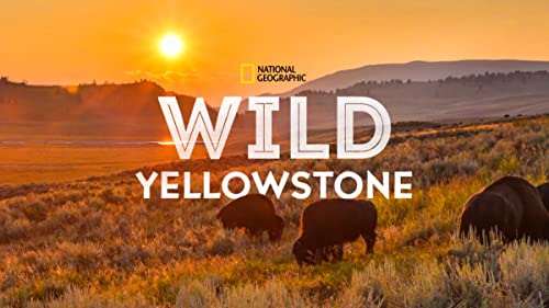 Wild Yellowstone (2015) 1080p WEB-DL DD+5 1 H 264 (NLsub)