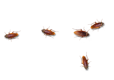 Kakkerlak op bureaublad 1.2