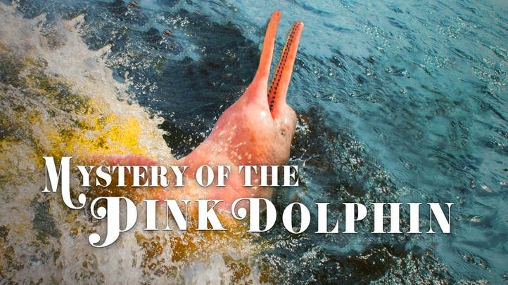 Het Mysterie Van De Roze Dolfijn GG NLSUBBED 1080p WEB x264-DDF
