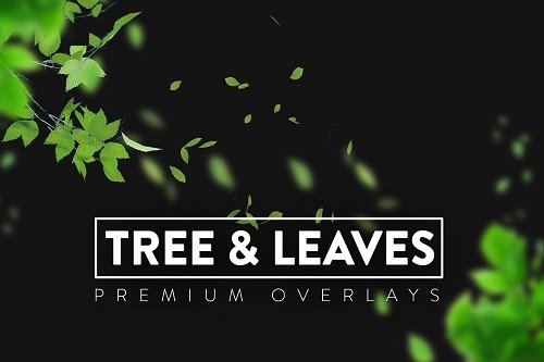 Photoshop - 140 Tree and Leaves Overlays PNG
